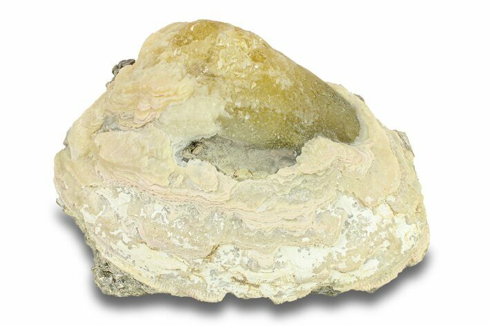 Fossil Clam (Mercenaria) with Fluorescent Calcite - Rucks Pit, FL #285863